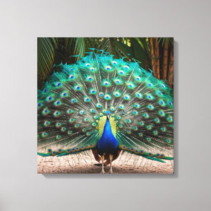 Toile Plumes de paon