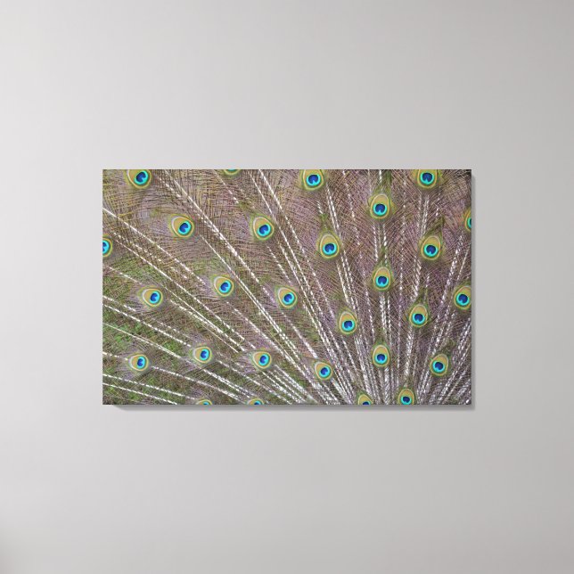 Toile Plumes de paon (Recto)