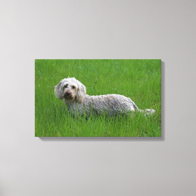 Toile Poil à fil standard Dachshund en herbe (Recto)