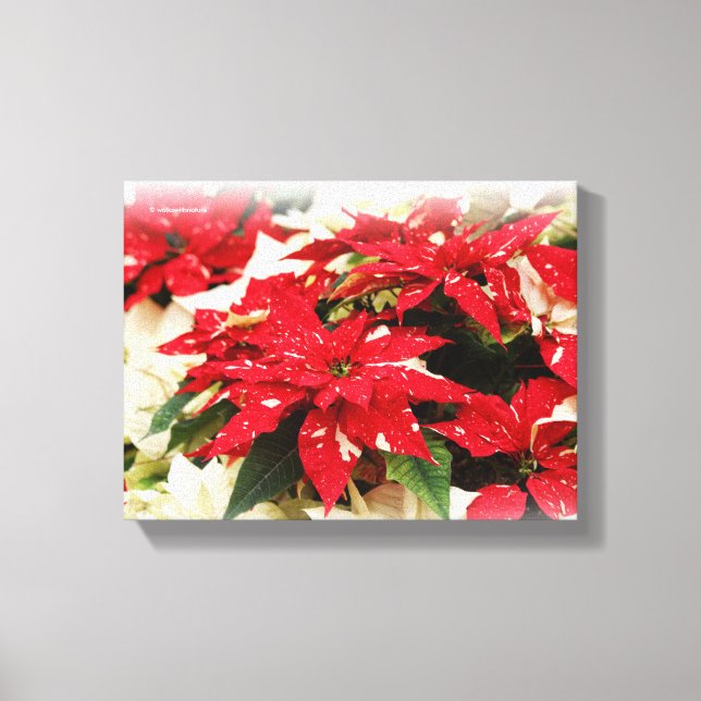 Toile Poinsettias Festive Rouge Blanc Floral (Recto)