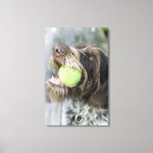 Toile Pointer chien mordant balle de tennis, gros plan