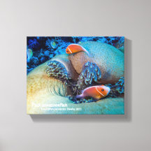 Poisson-clown rose et anémone de mer