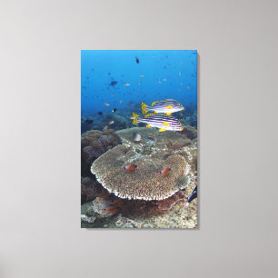 Toile Poisson Sweetlip