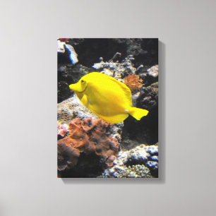 Toile Poisson-tang jaune