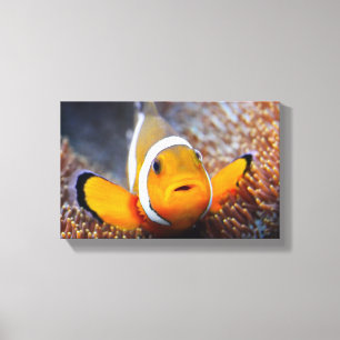 Toile Poissons tropicaux de récif - Clownfish
