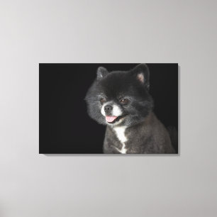 Toile Pomeranian noir regardant vers la gauche