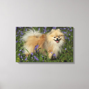 Toile Pomeranian regardant l'appareil-photo dans les