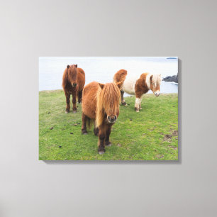 Toile Poney Shetland dans un pâturage près de hautes fal