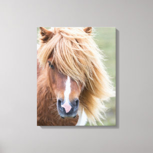Toile Poney Shetland sur l'île d'Unst