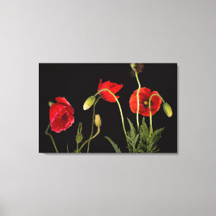 Toile Poppies Rouges Vibrantes Sur Noir