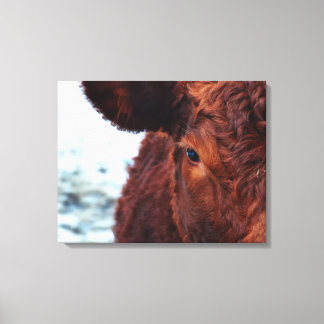 Toile portrait Brown de vache