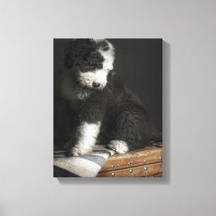 Toile Portrait de Bobtail puppy