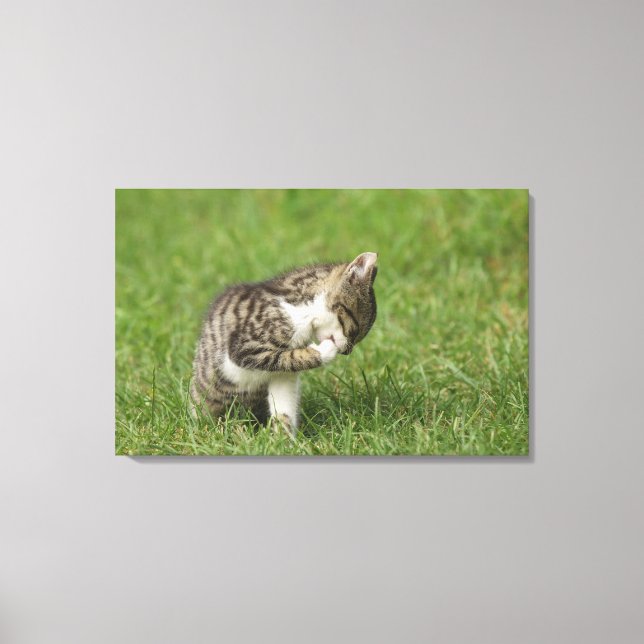 Toile Portrait de chat (Recto)