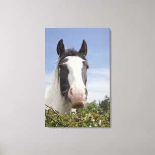 Toile Portrait de cheval de Clydesdale