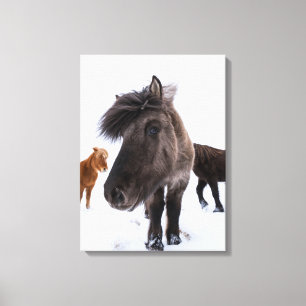 Toile Portrait de cheval islandais, Islande