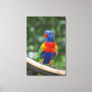 Toile Portrait de Loriquet arc-en-ciel
