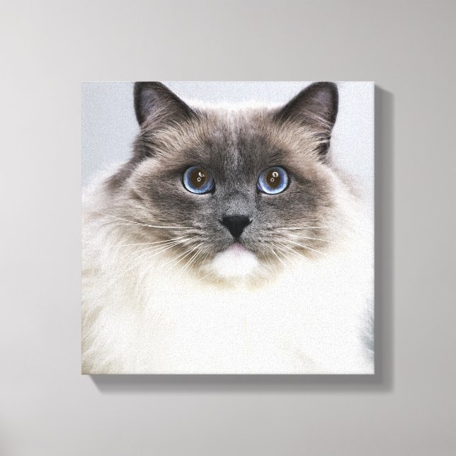 Toile Portrait de Ragdoll (Recto)