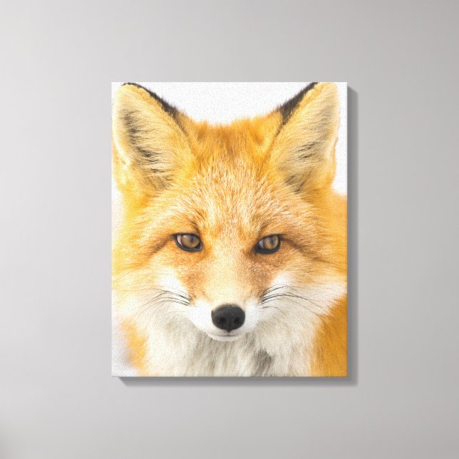 Toile Portrait de renard roux (Recto)