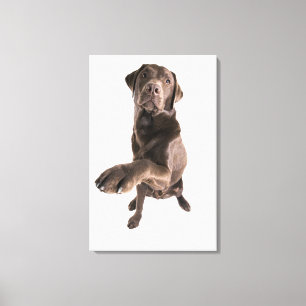 Toile Portrait de studio de chocolat Labrador