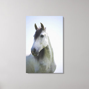 Toile portrait du cheval blanc 3