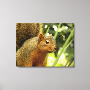 Toile Portrait d'un écureuil Nature Animal Photographie