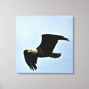 Toile Portrait naturel de Bald Eagle