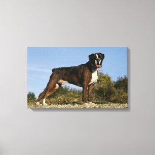 Toile Position d'exposition canine de boxeur