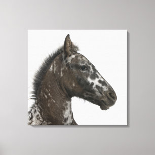 Toile poulain de croisement entre un Appaloosa et un a