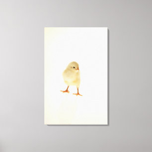 Toile Poulet de bébé
