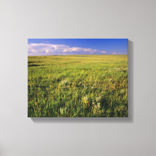 Toile Prairie à graminées courtes dans le nord-est éloig