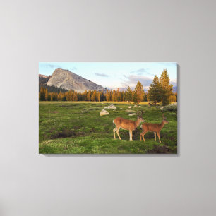 Toile Pré de Tuolumne, Yosemite