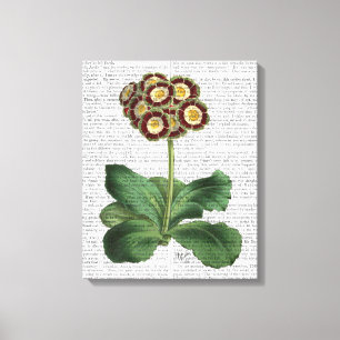 Toile Primula Aurium Rouge