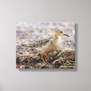 Toile Profil d'un bécasseau à poils cassés à la plage