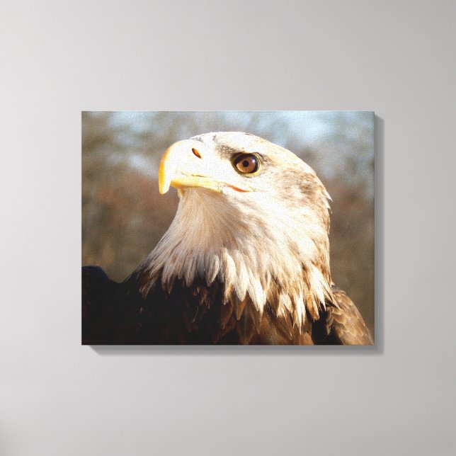 Toile Profil majestueux de l'aigle à tête blanche (Recto)