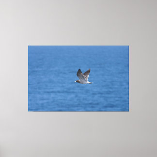 Toile Puffin de Cory