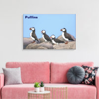 Puffins de l'Atlantique