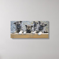 Puppies de Norvège