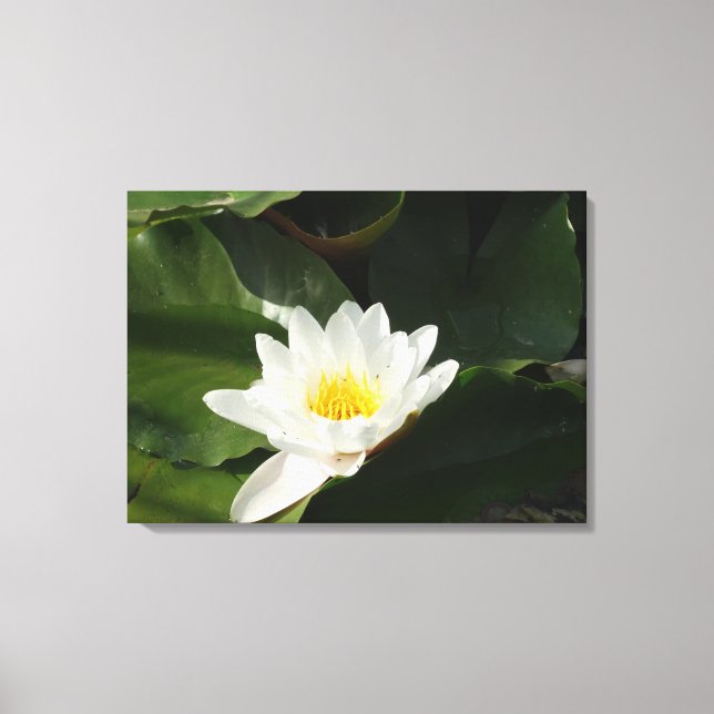 Toile Pureté Eau Lilly, Lotus Photographie Mur Art (Recto)