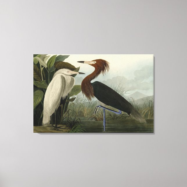 Toile Purple Heron - de Audubon's Birds of America (Recto)
