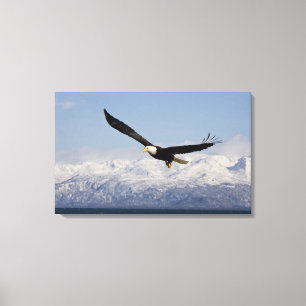 Toile Pygargue à tête blanche en vol, Haliaeetus leucoce