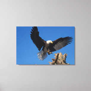 Toile pygargue à tête blanche, Haliaeetus leuccocephalus
