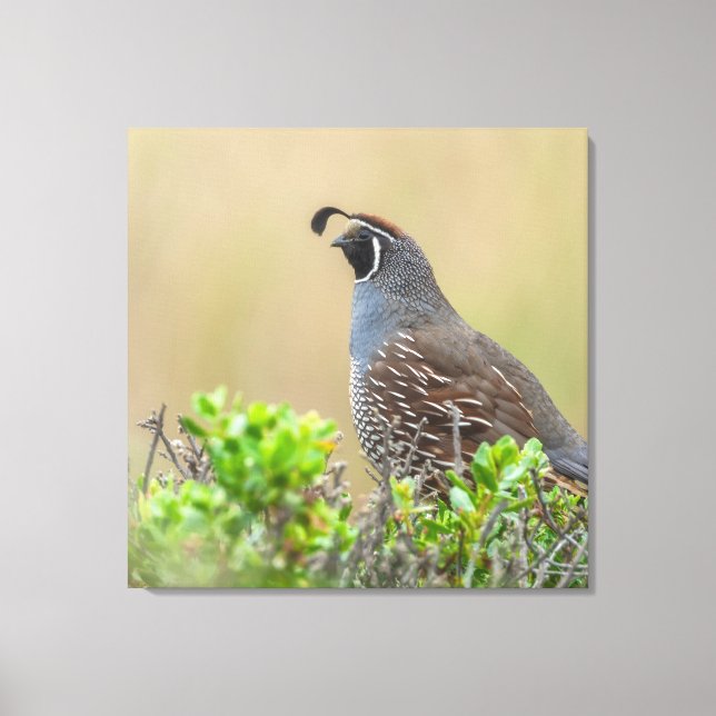 Toile Quail de Californie (Recto)
