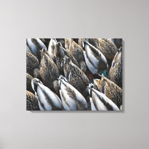 Toile Queues de canard de colard