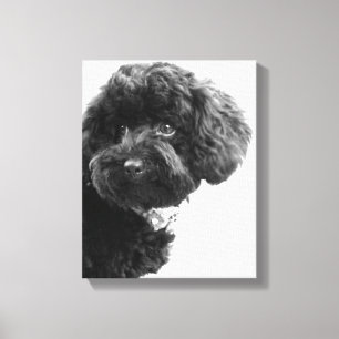 Toile Quoi ? / Black Toy Poodle in B&W Photography