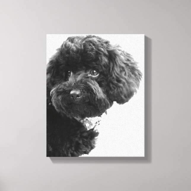 Toile Quoi ? / Black Toy Poodle in B&W Photography (Recto)