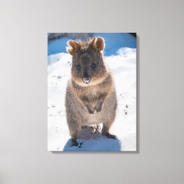 Toile Quokka, Rottnest Island, Australie (Recto)