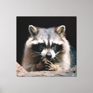 Toile Raccoon 004