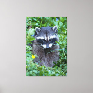 Toile Raccoon malicieux