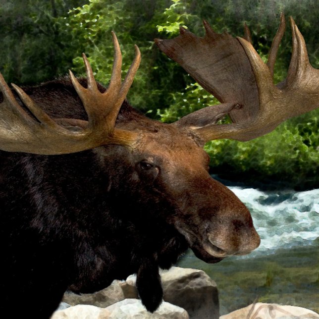 TOILE "RAFRAÎCHISSEMENT DE MOOSE AU BORD DES RIVIÈRES" (Créateur téléchargé)