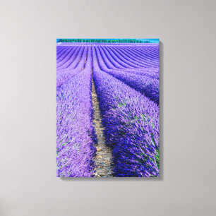 Toile Rangées de Lavande, Provence, France
